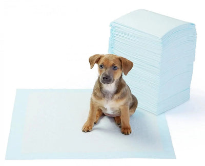 Amazon Basics Dog AUKEY