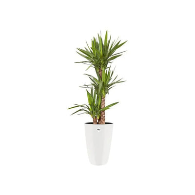 Copie de Coupe-pilules de médecine pour petites ou grandes pilules avec boîte de pilules MARCHONE