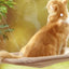 Accessoire animal Hamac / Couchage pour chat à fixer sur la fenêtre — Sunny Seat Sunny Seat