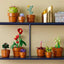 jouet Plantes miniatures LEGO Icons 10329 lego