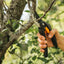 Sécateur Fiskars SingleStep 111260 208 mm Bypass 1 pc(s) Bosch